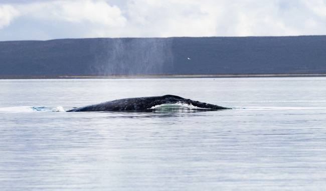 El conteo de la ballena gris en la Reserva de la Biosfera El Vizcaíno arroja 1,364 ejemplares