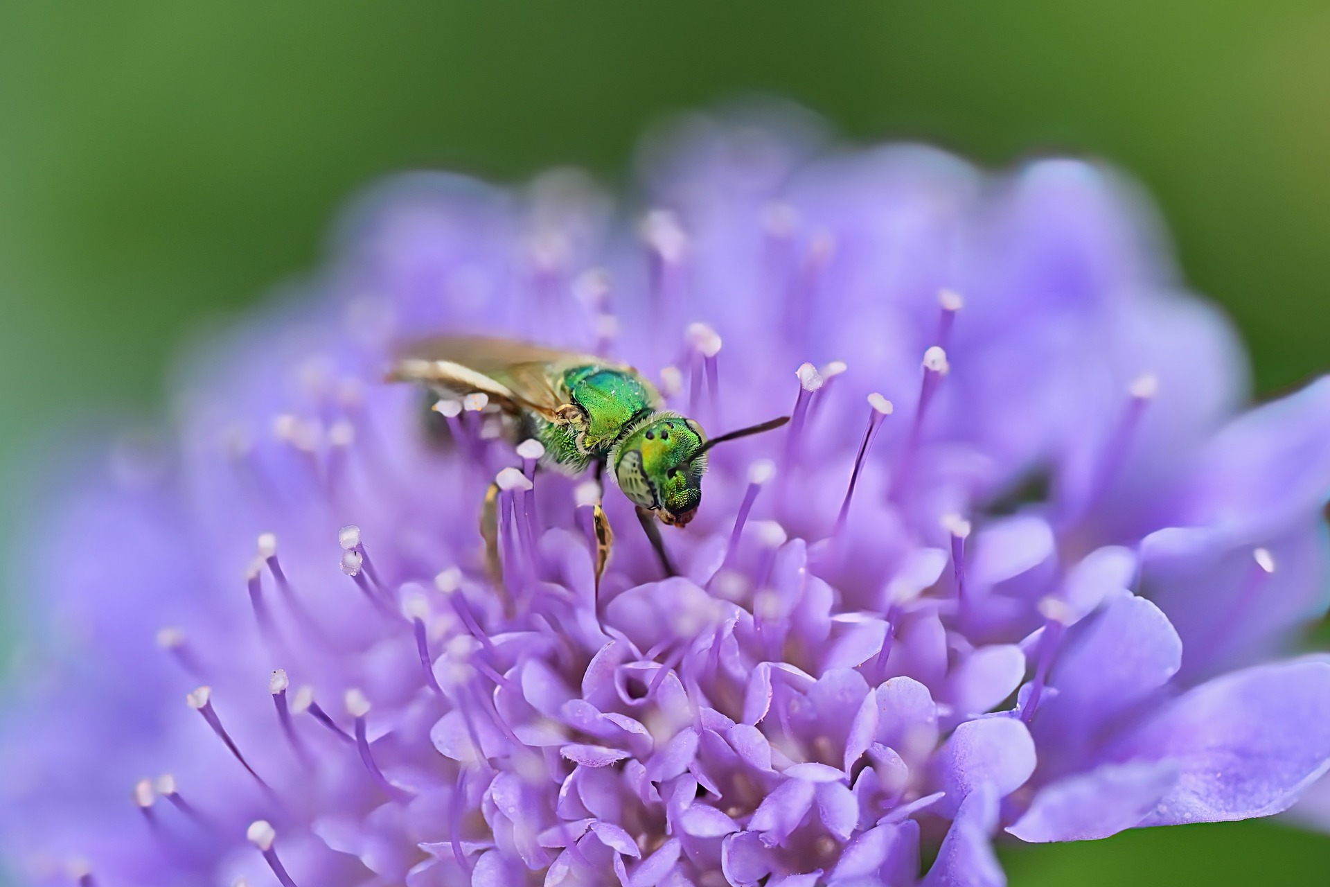 ¿Qué es un jardín polinizador y qué beneficios tiene para el medio ambiente?