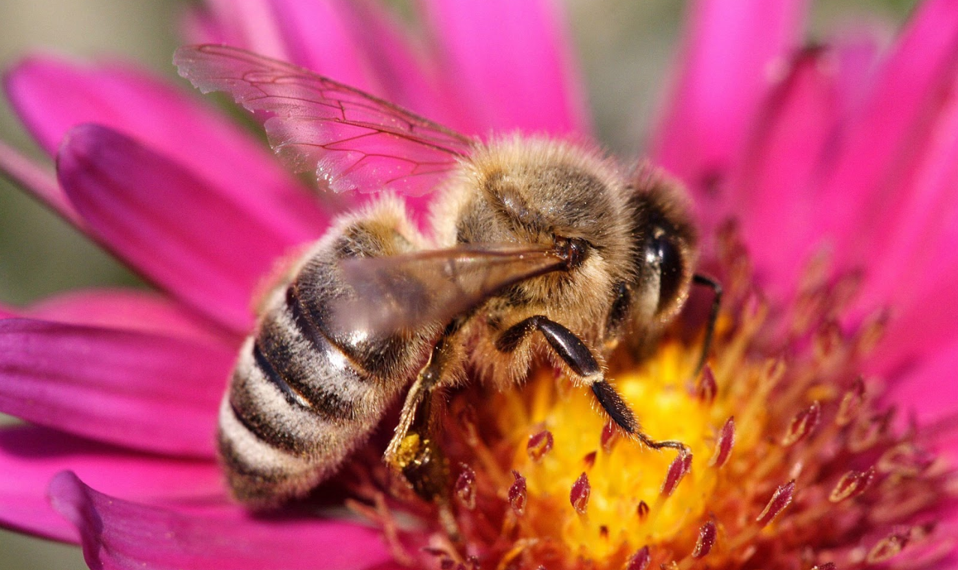 Los 7 datos sobre las abejas que van a sorprenderte