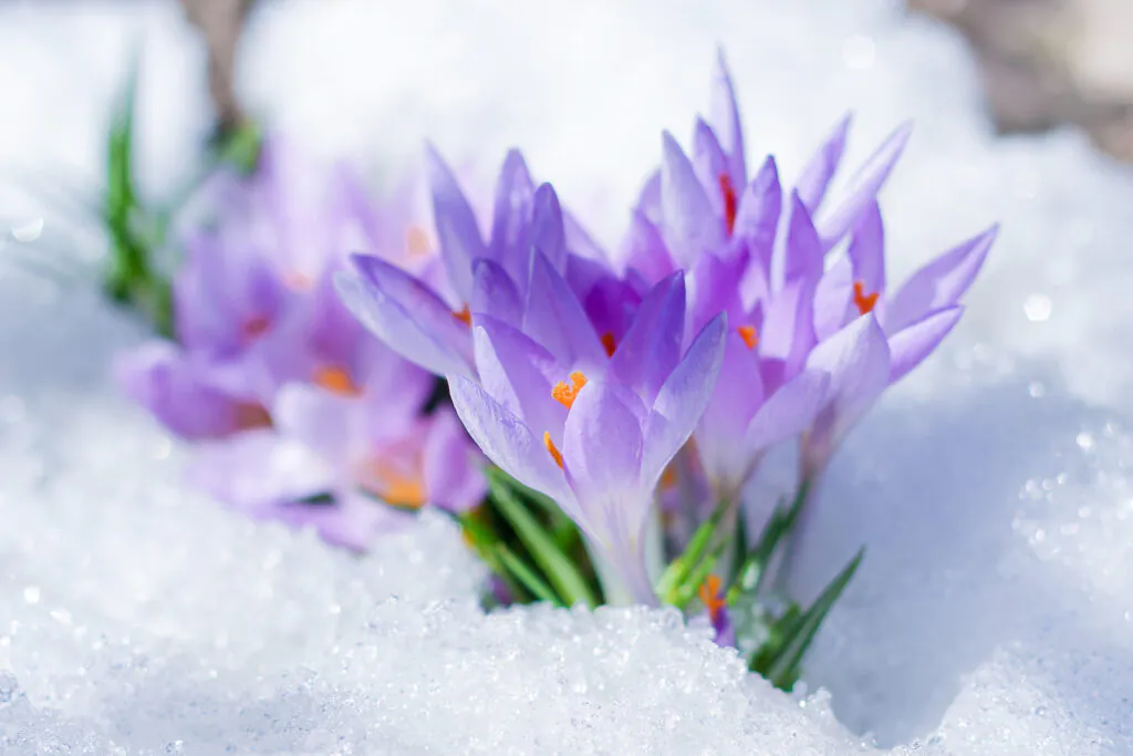 Flores en la Antártida: Un Alerta Climática