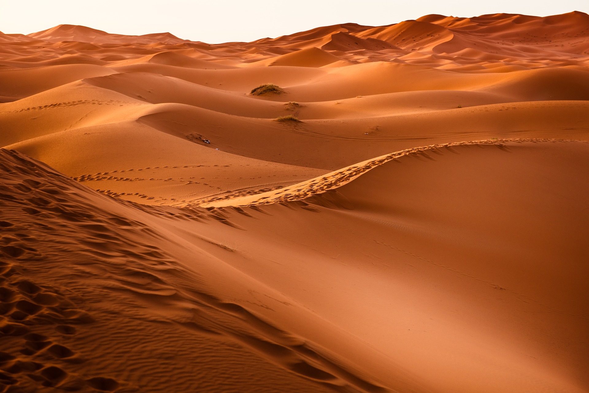 Desertificación: La Lucha Contra la Pérdida de Tierras Productivas