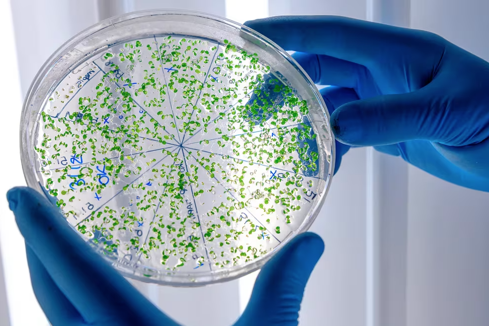 Microplásticos: La invisible amenaza que consumimos