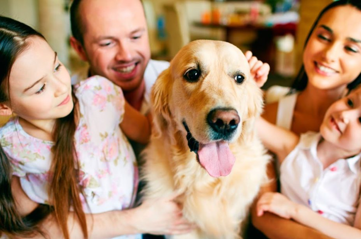 El poder curativo de las mascotas: Cómo mejoran nuestro bienestar emocional