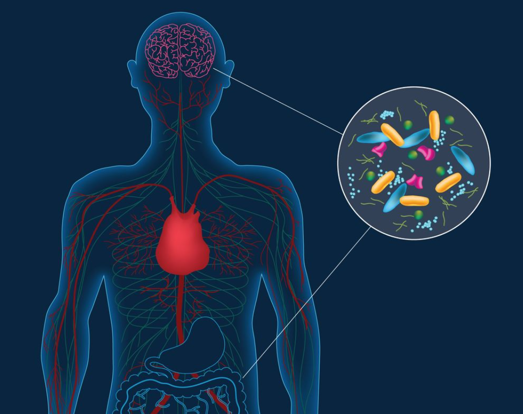 El poder oculto del intestino: cómo los microbios influyen en la salud mental