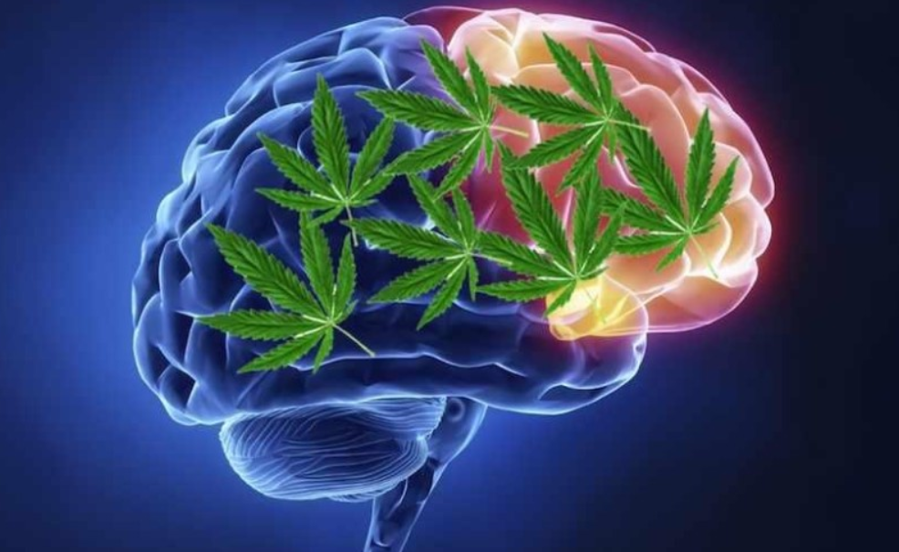 El impacto de la marihuana en el equilibrio hormonal: Lo que revela la ciencia