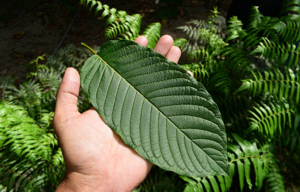 Kratom: Usos, beneficios y riesgos de la planta asiática que genera controversia