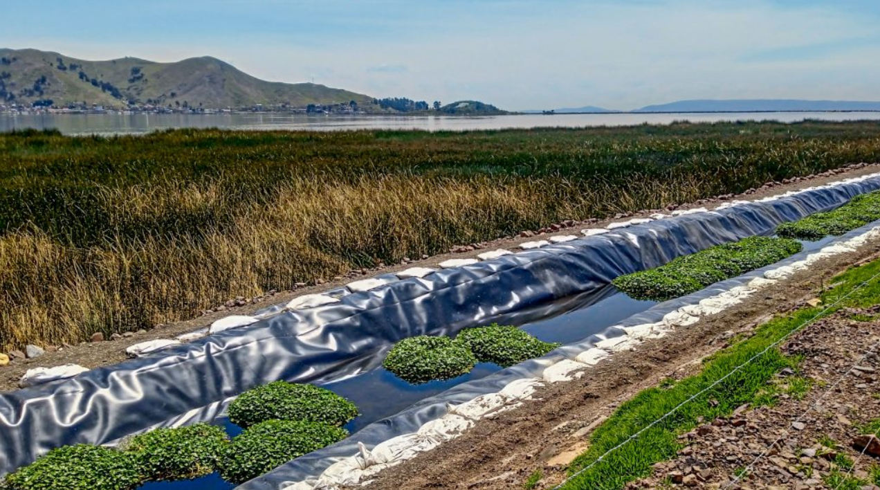 Fitorremediación: La solución natural para combatir la contaminación y restaurar ecosistemas