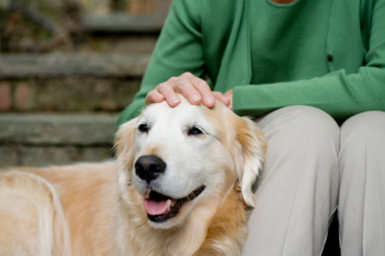 Demencia senil en perros: Identifica los signos y protege a tu mejor amigo