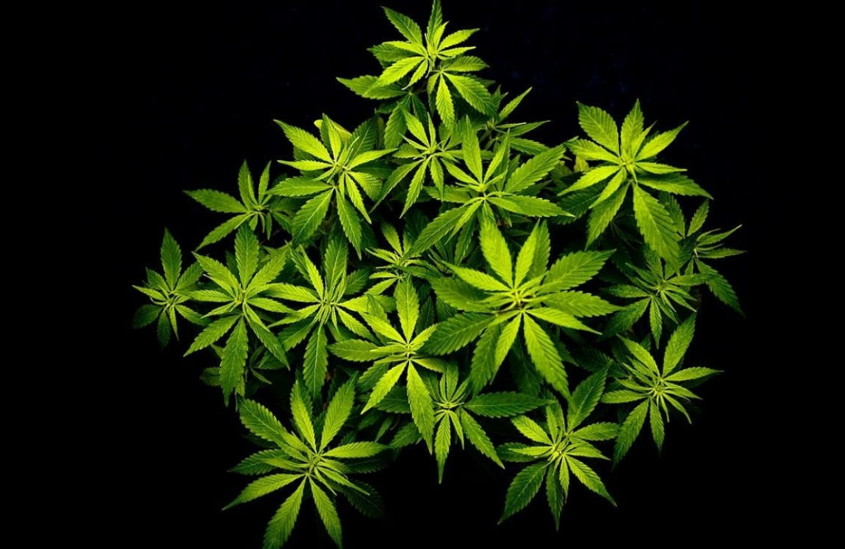 Cannabis: Beneficios médicos y precauciones en la era de la legalización