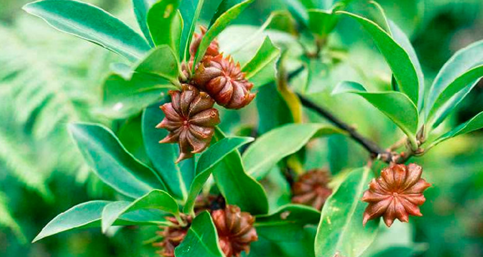 El anís estrellado: Más que una especia, un remedio natural para la salud articular y ósea