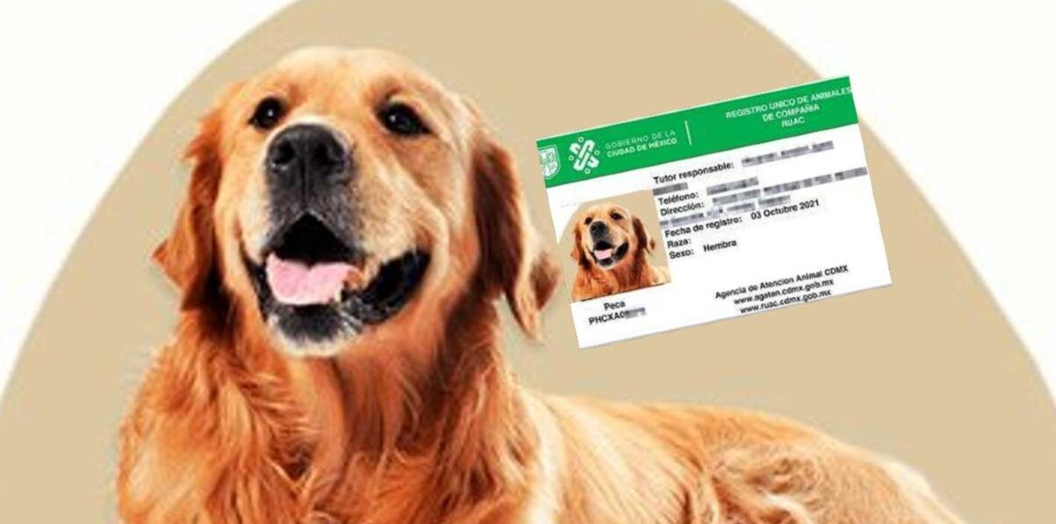 CURP para mascotas en 2025: Guía para obtener el documento obligatorio