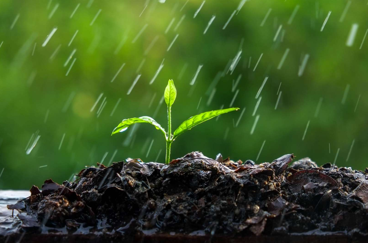 México revoluciona la lucha contra la sequía: “Plantar agua de lluvia” es la clave