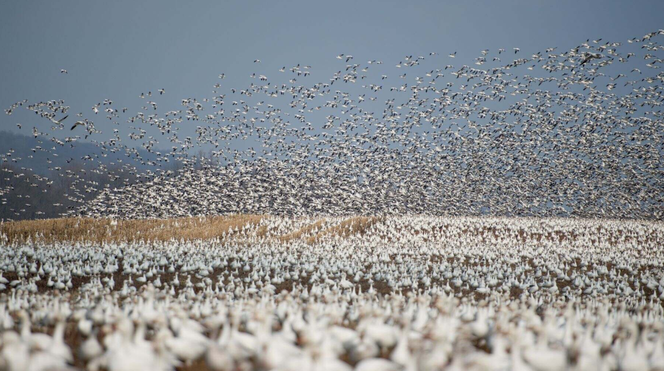 El misterioso cambio en el comportamiento de las aves: ¿es la tecnología la culpable?