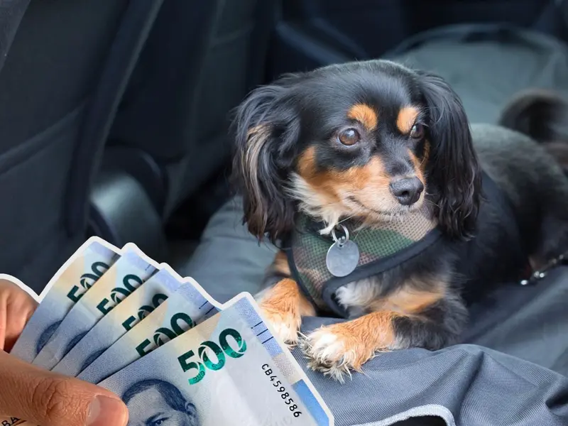 ¿Cuál es la multa por llevar a un perro en el coche? Evita pagar miles de pesos