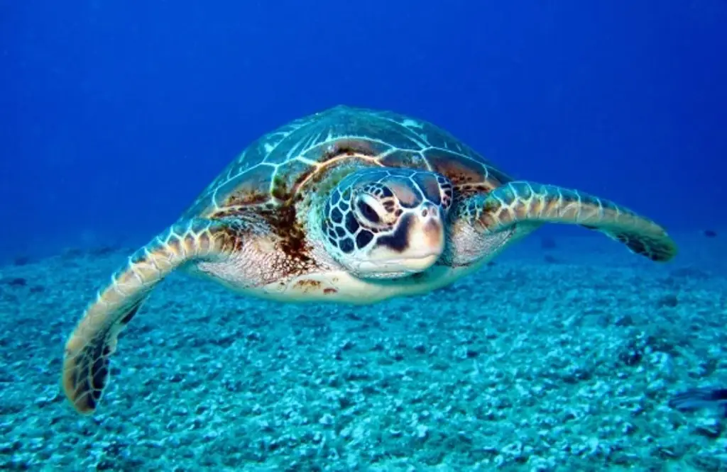 Descubren más de 110 especies marinas en aguas de Australia